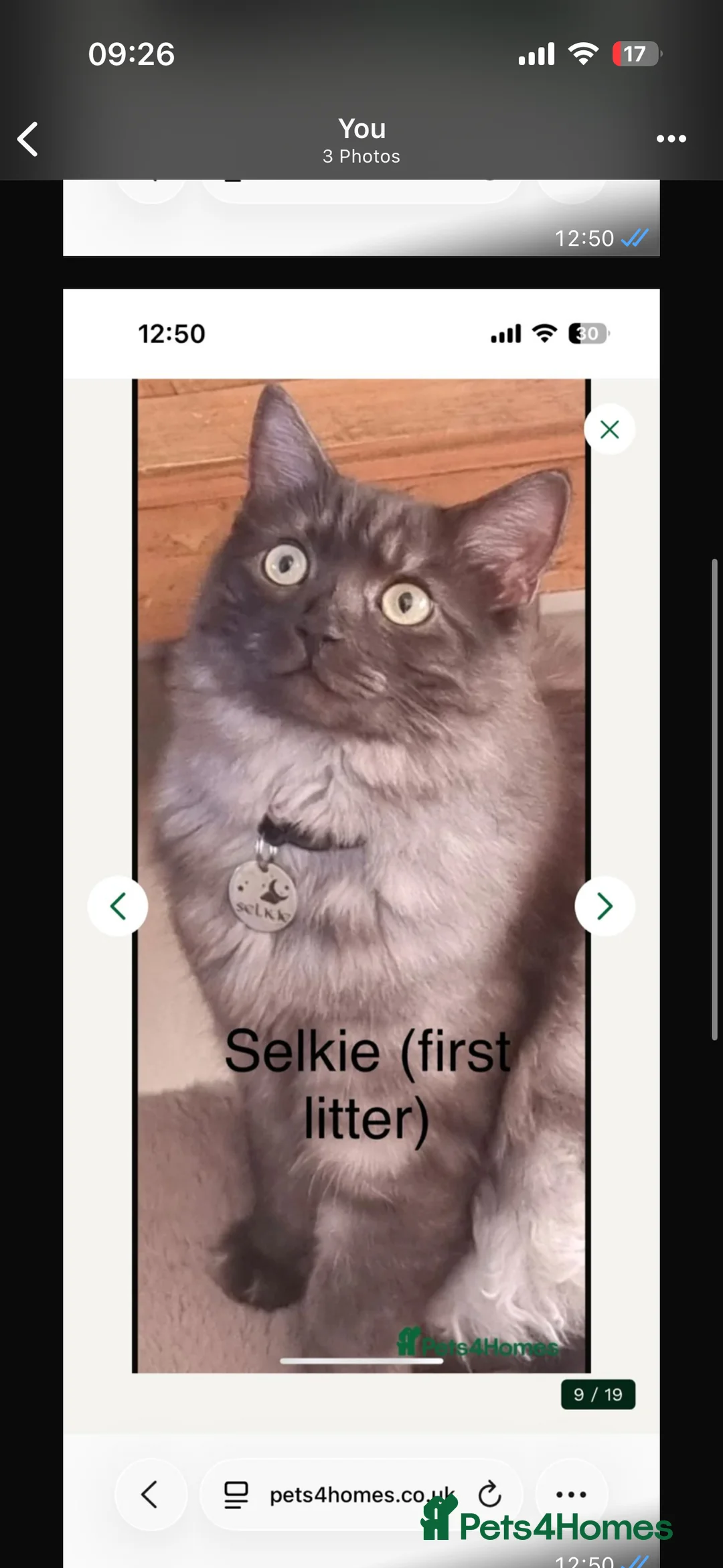 Siberian cats for sale: One pure Siberian male- 4th litter very large  - Advert 5