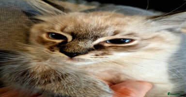 Ragdoll cats - Advert 15