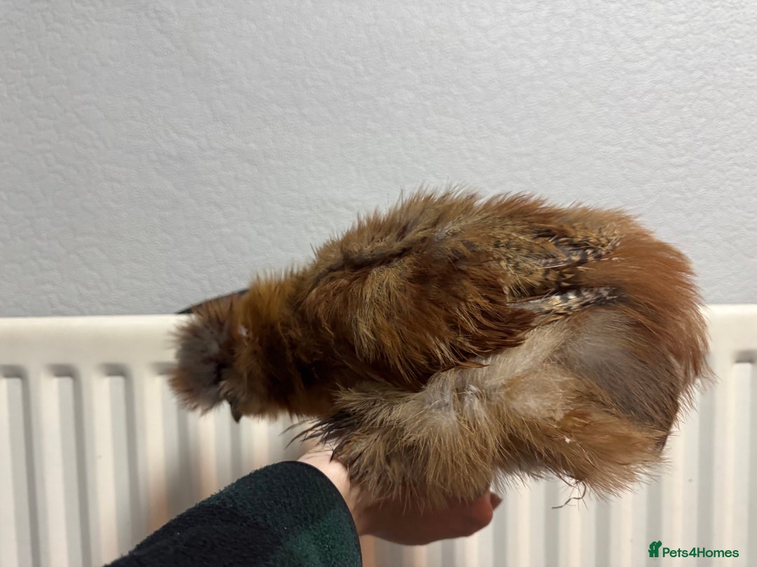 Chickens poultry for sale: Stunning USA silkie roo - Image 3