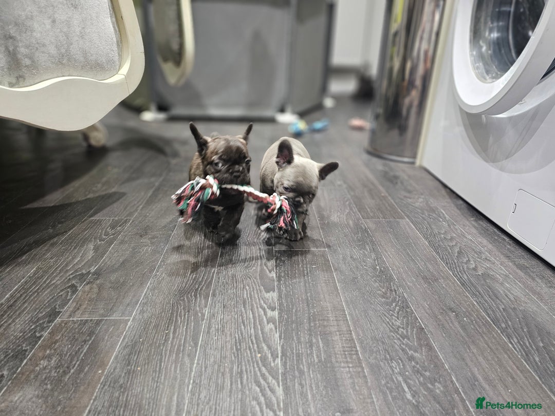 French Bulldog dogs for sale: French bulldog puppies  - Advert 28