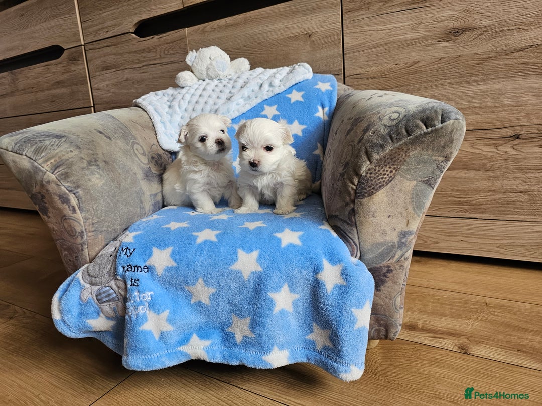 Maltese dogs for sale: KC Korean Maltese Terrier Puppies - Image 9