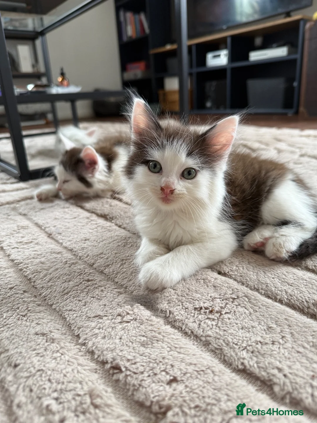 Mixed Breed cats for sale: 🐾 Last 2 Gorgeous Boys Looking for Loving Homes - Advert 13