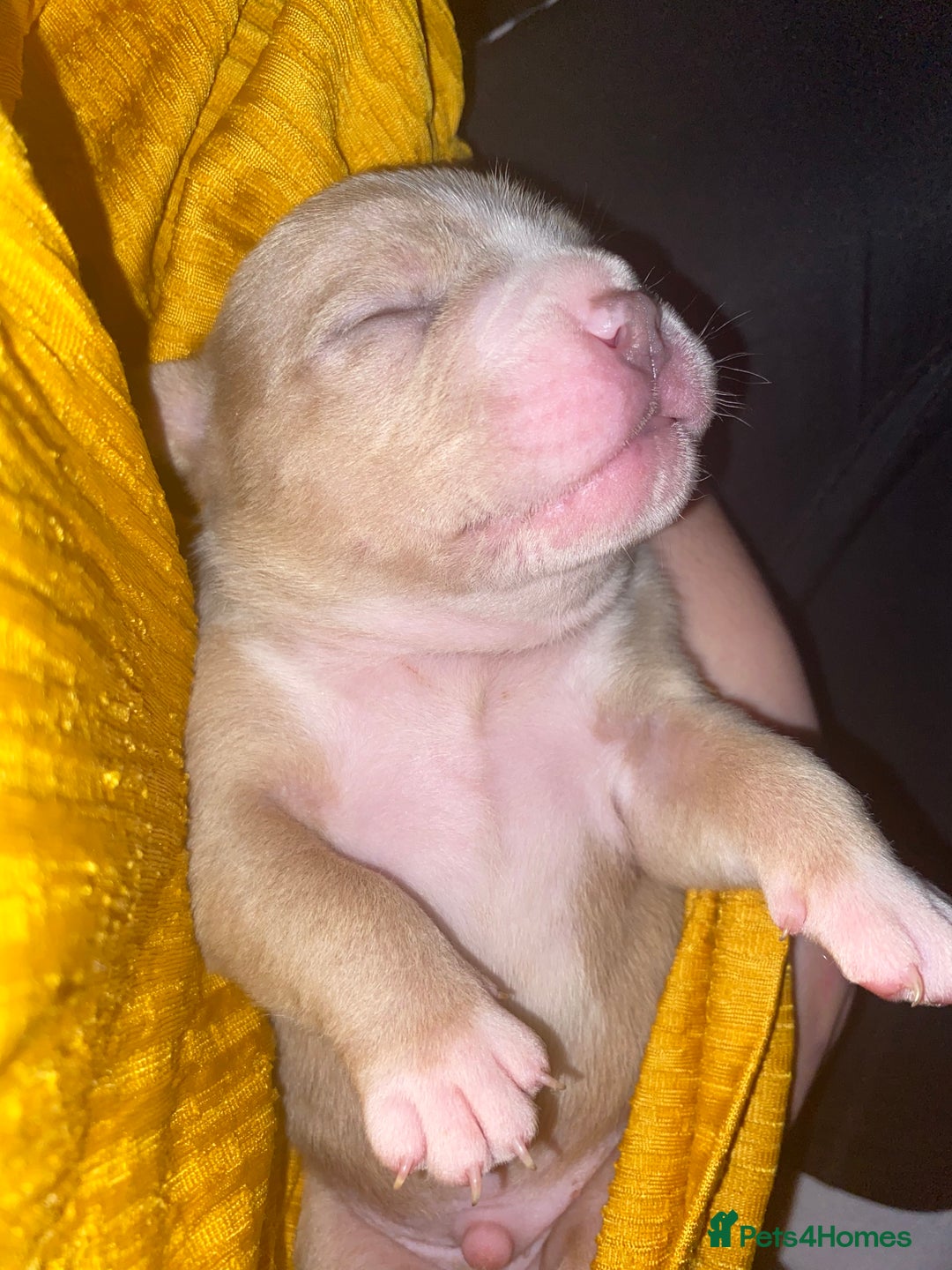 American Bully dogs for sale: American Pocket bully’s puppies  - Advert 22