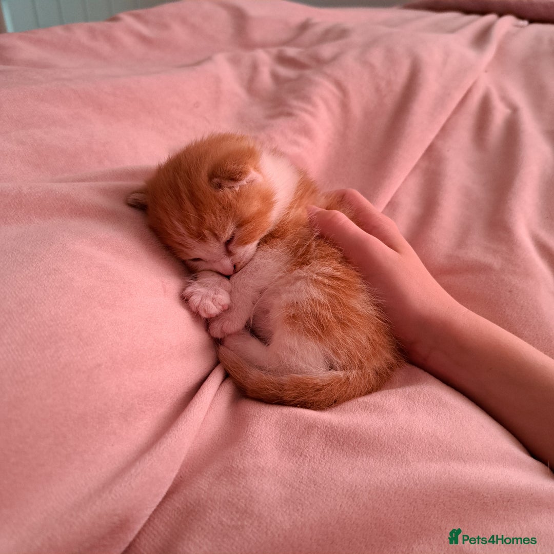Domestic Shorthair cats for sale: Beautiful Ginger Kittens  - Image 5