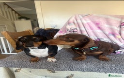 Miniature Dachshund dogs for sale: Short-haired Miniature Dachshunds  - Image 12