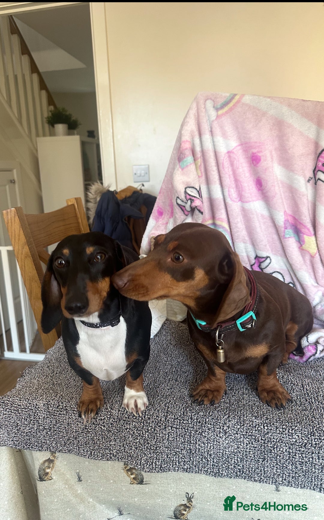 Miniature Dachshund dogs for sale: Short-haired Miniature Dachshunds  - Image 12