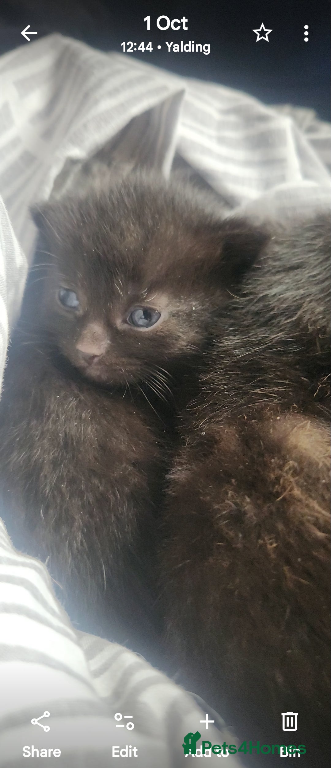 Mixed Breed cats for sale: Beautiful mixed kittens - Image 10