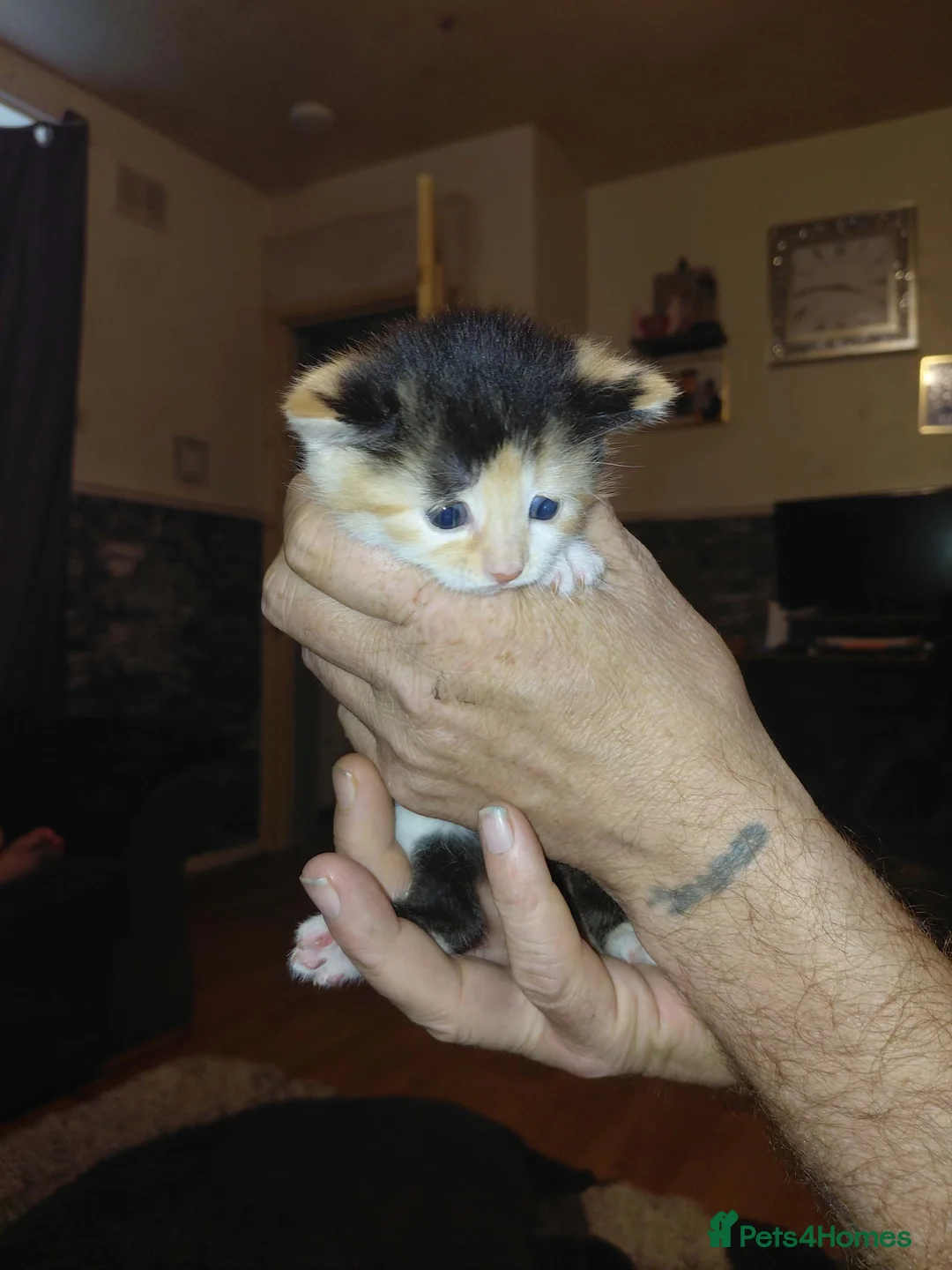 Mixed Breed cats for sale: Tortoiseshell Kittens  - Advert 2