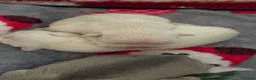 French Bulldog dogs for sale: 2 cream French bulldog puppies  in Norwich - Advert 6