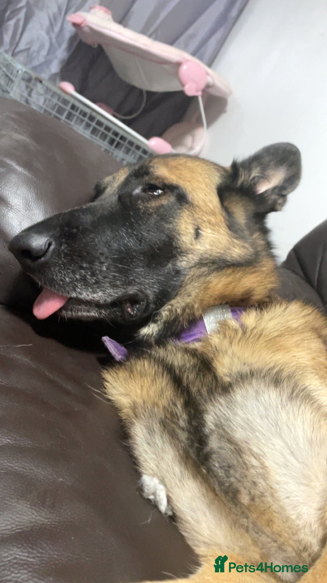 Mixed Breed dogs for sale: Big tart needing cuddle - Advert 3