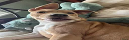 Mixed Breed dogs for sale: Female staffy cross  - Advert 6