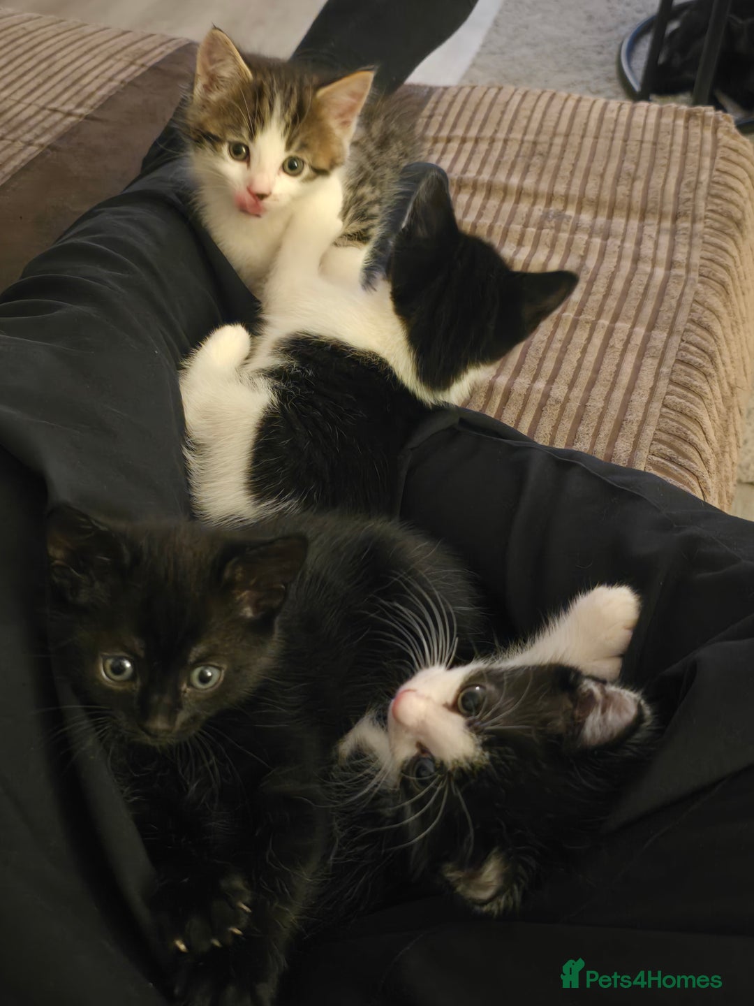 British Shorthair cats for sale: 5 beautiful kittens ready for a new home  - Image 11
