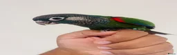 Conures birds for sale: Hand reared conures for sale  - Advert 7