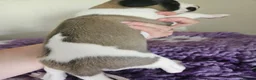 Whippet dogs for sale: Outstanding kc whippet - Advert 10