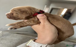 Cocker Spaniel dogs for sale: Stunning Show type Cocker Spaniels - Image 10