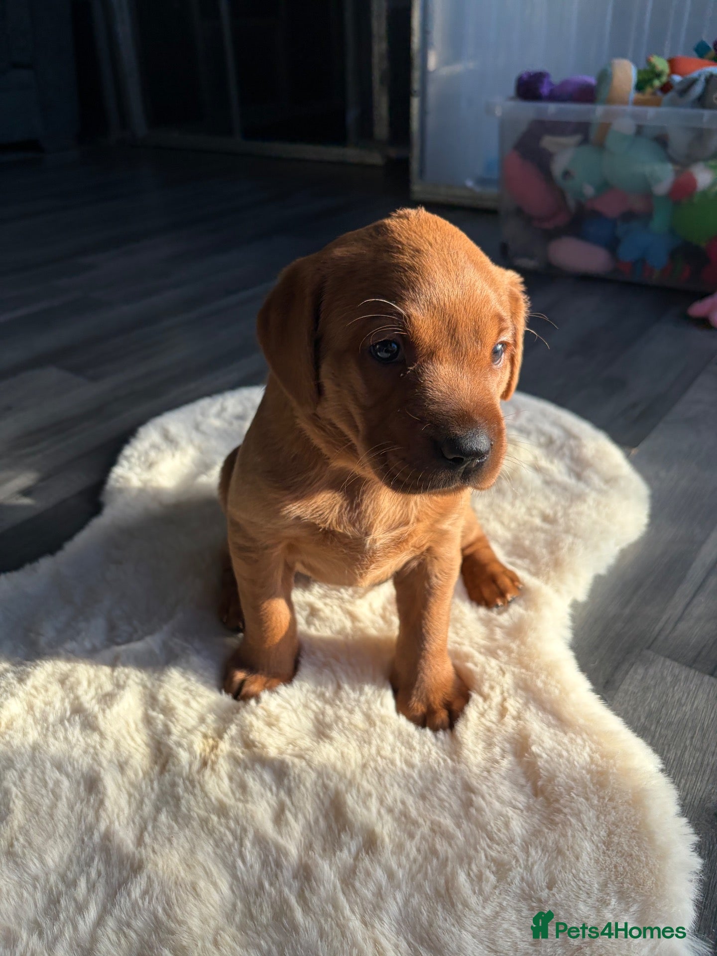 Labrador Retriever dogs 🐶 KC REGISTERED LABRADOR PUPPIES 🐶 - Advert 2
