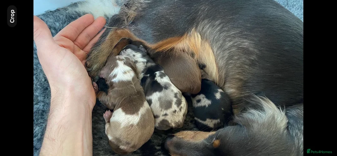 Dachshund dogs for stud: *STUD* Minature Long Haired Dachshund PRA 1 Clear in Waltham Abbey - Advert 11