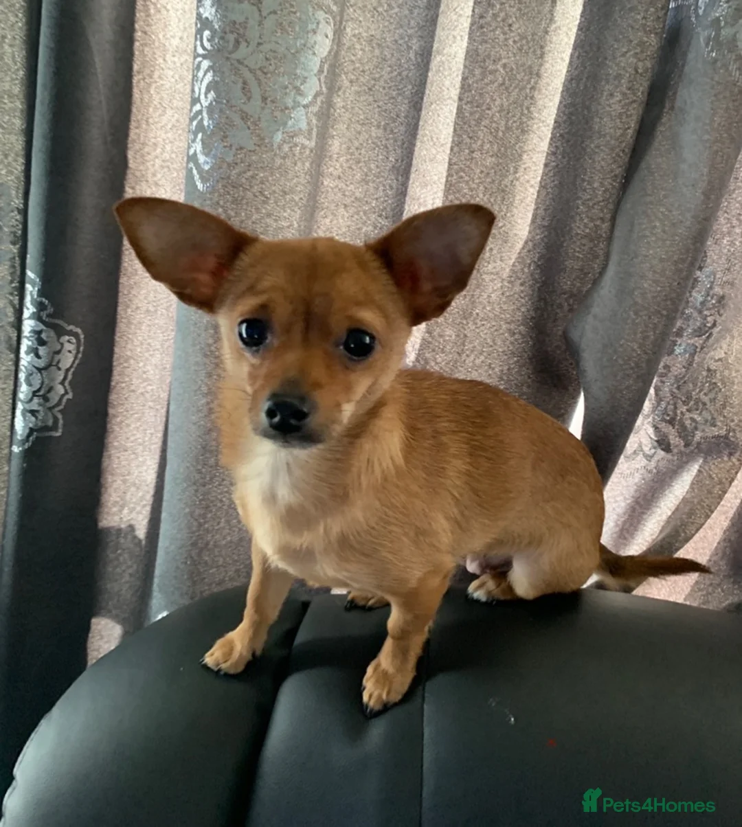 Chihuahua dogs for sale: 1 brindle girl - Advert 4