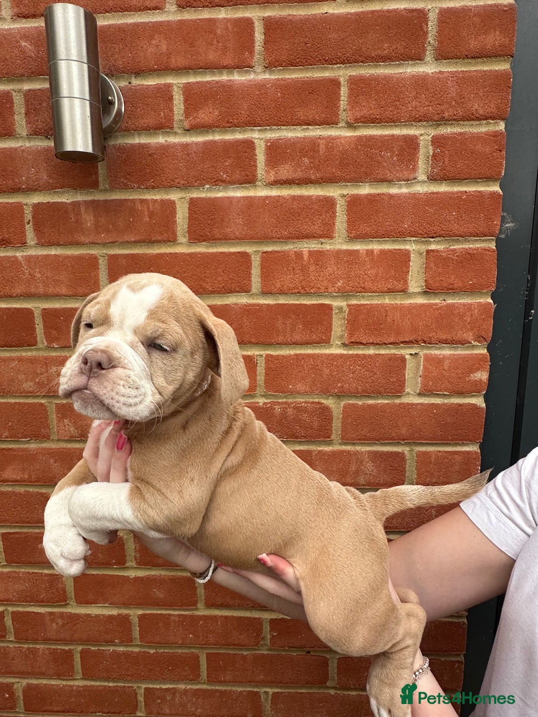 Olde English Bulldogge dogs for sale: OLDE ENGLISH BULLDOGGE PUPPIES in Epping - Image 15