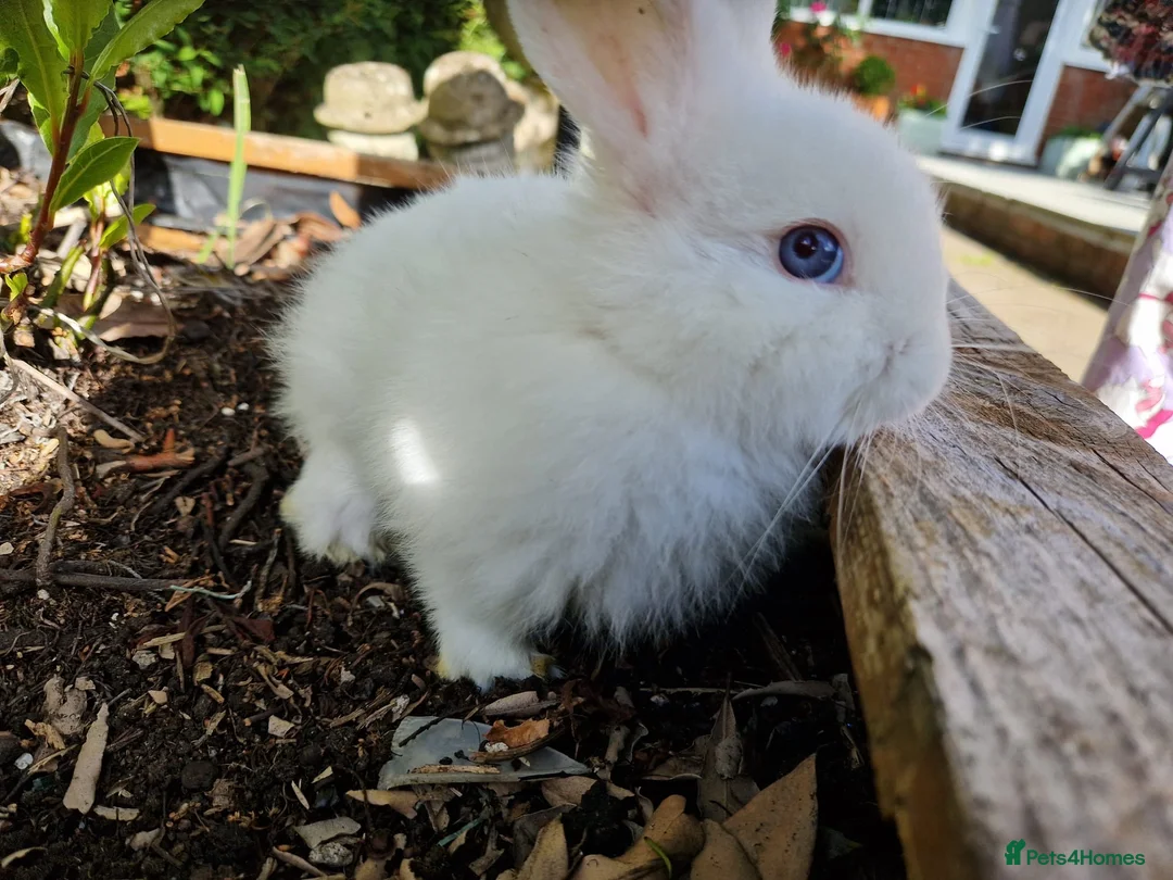 Netherland Dwarf rabbits for sale: Baby rabbits for sale in Newport - Advert 9