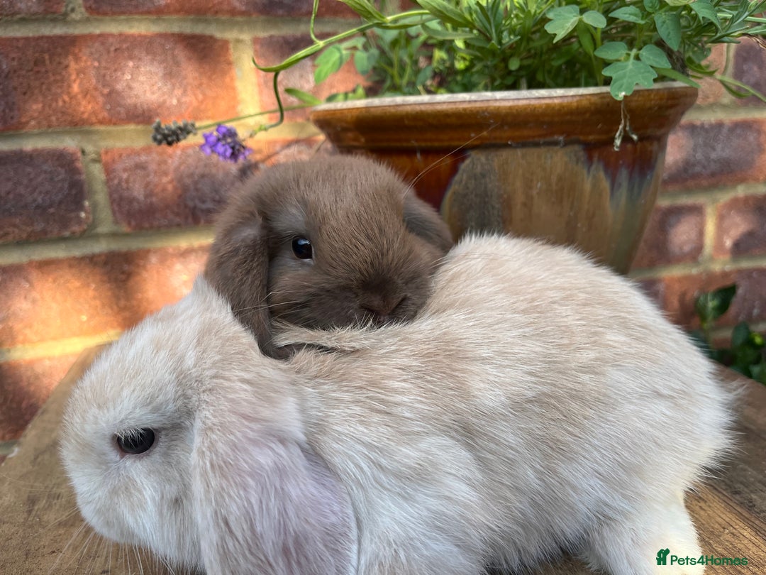 Mini Lop rabbits for sale: Two mini lop males for rehoming RTL 19.08 - Image 2