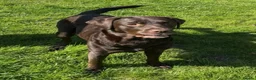 Labrador Retriever dogs for sale: Gorgeous Chocolate Labrador puppies  - Advert 2