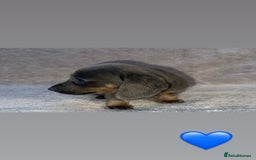 Dachshund dogs for sale: ❤️ Dachshund puppies ❤️ - Image 3