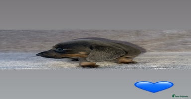 Dachshund dogs - Advert 3