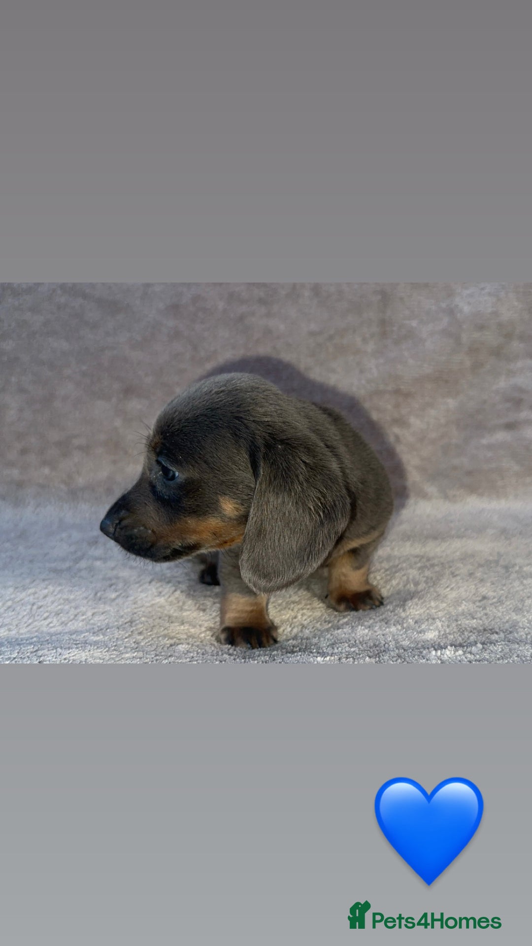 Dachshund dogs for sale: ❤️ Dachshund puppies ❤️ - Image 3
