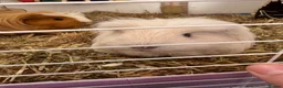 Guinea Pig rodents for sale: 2 Guinea pigs looking for a lovely new home in Chatham - Advert 4
