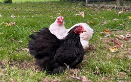 Chickens poultry for sale: X4 Pekin Bantam Hens - Image 2