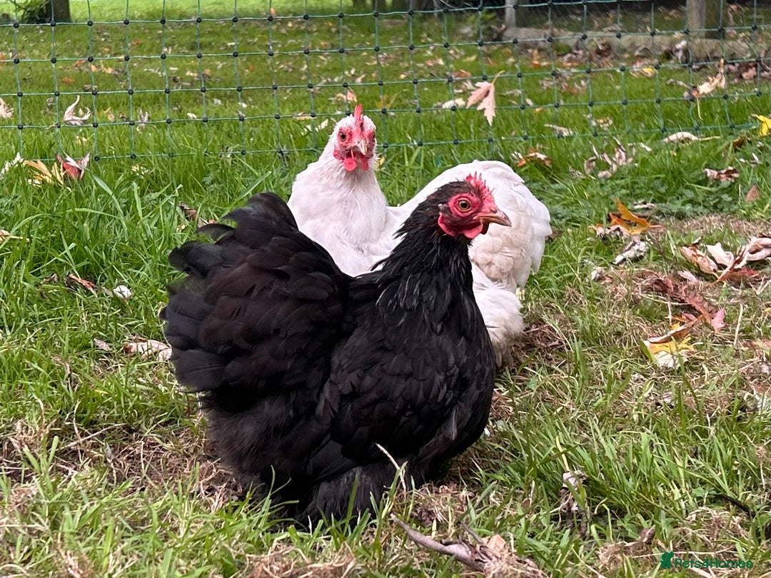 Chickens poultry for sale: X4 Pekin Bantam Hens - Image 2