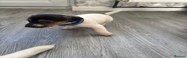 Jack Russell Puppy 4
