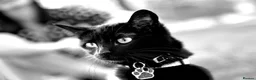 Mixed Breed cats for sale: Adorable colourful kitten 😸  in London - Advert 15