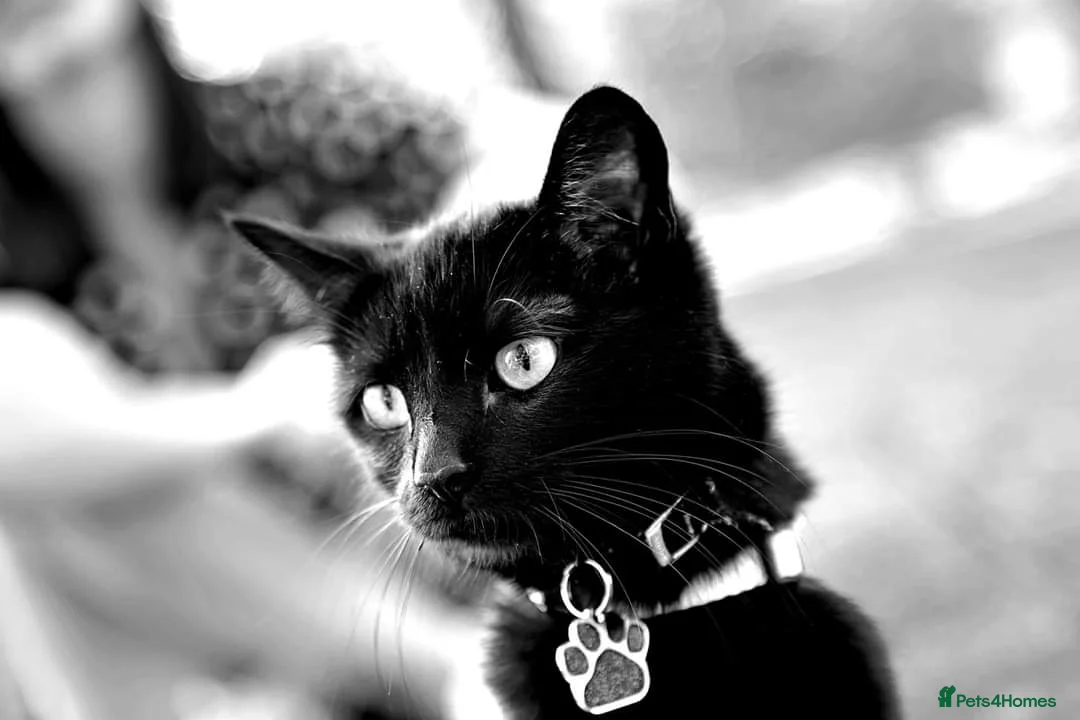 Mixed Breed cats for sale: Adorable colourful kitten 😸  in London - Advert 15