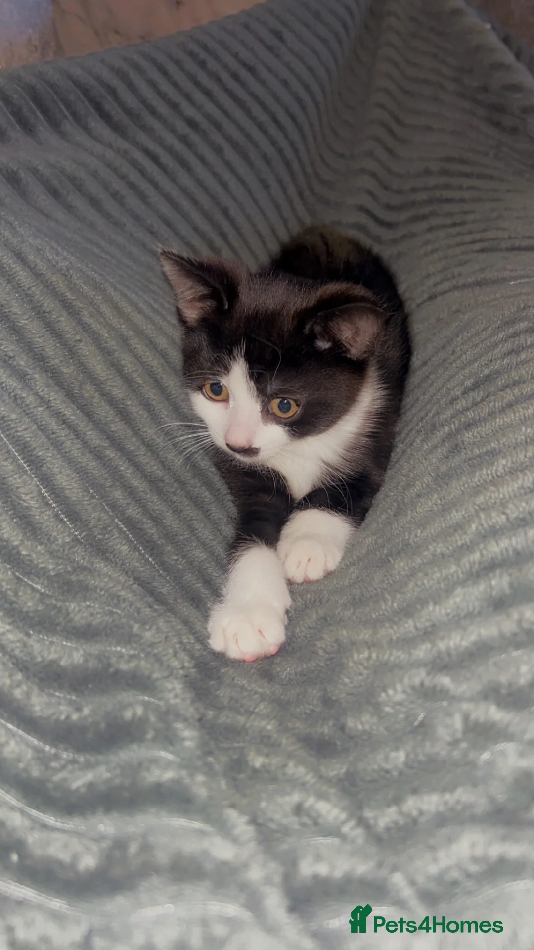 Snowshoe cats for sale: Snowshoe X kittens  - Advert 4