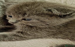 British Shorthair cats for sale: ❤️Gorgeous Scottish Fold/Straight kittens❤️ - Image 36
