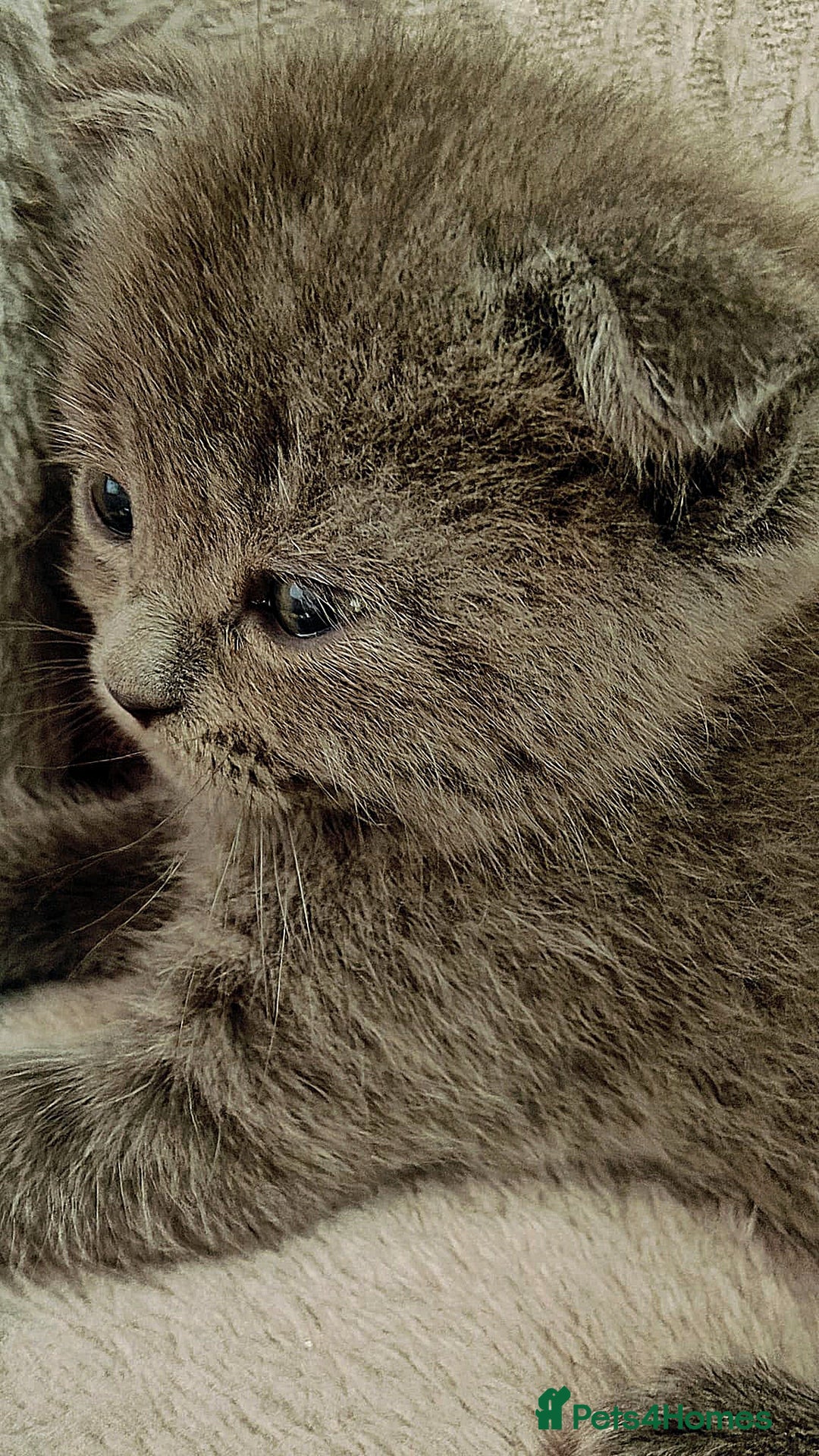 British Shorthair cats for sale: ❤️Gorgeous Scottish Fold/Straight kittens❤️ - Image 36