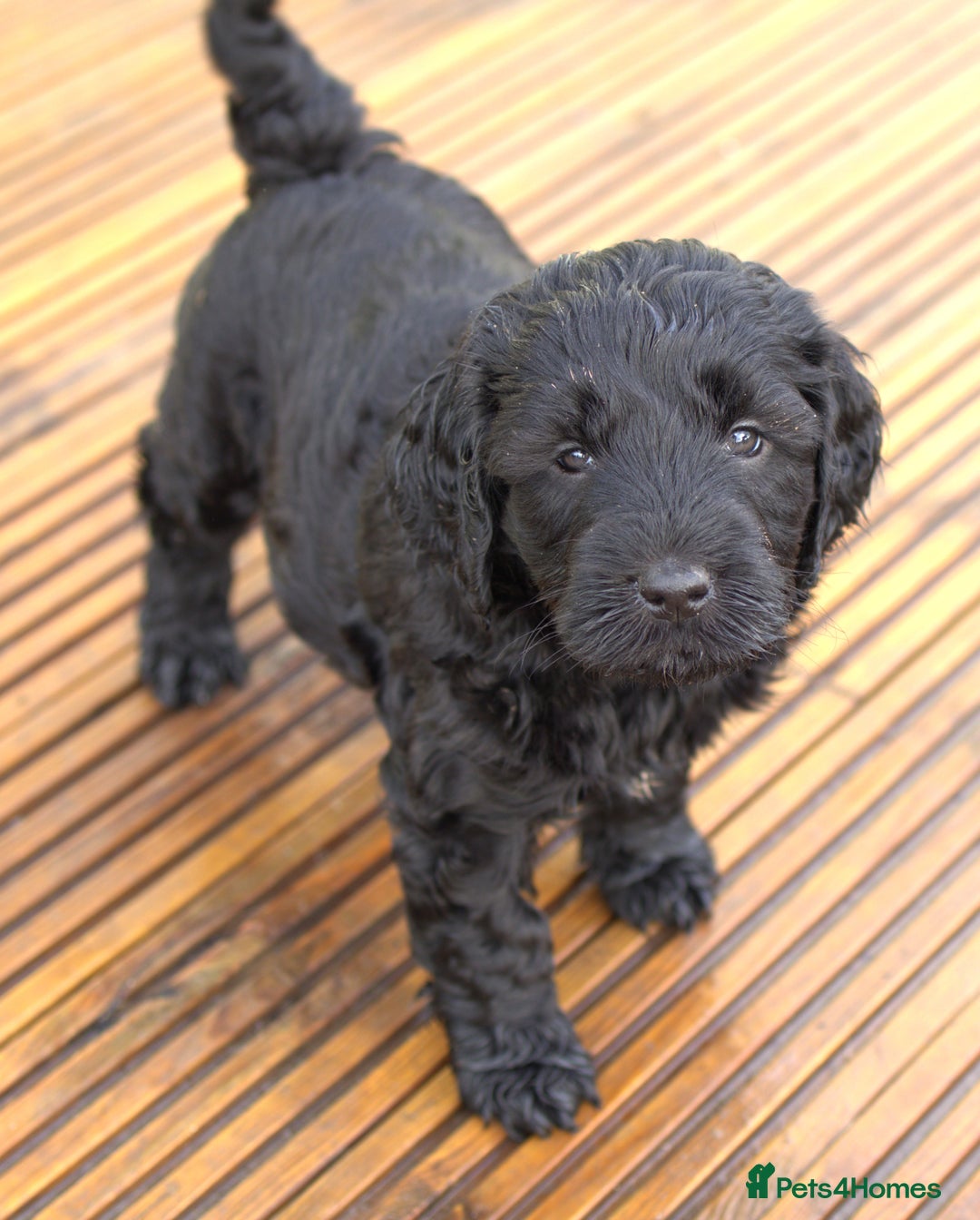 Double Doodle dogs for sale: 🌈Ethically Bred, Scientifically Raised 🌈🌈 - Advert 3