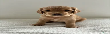 Cocker Spaniel 5