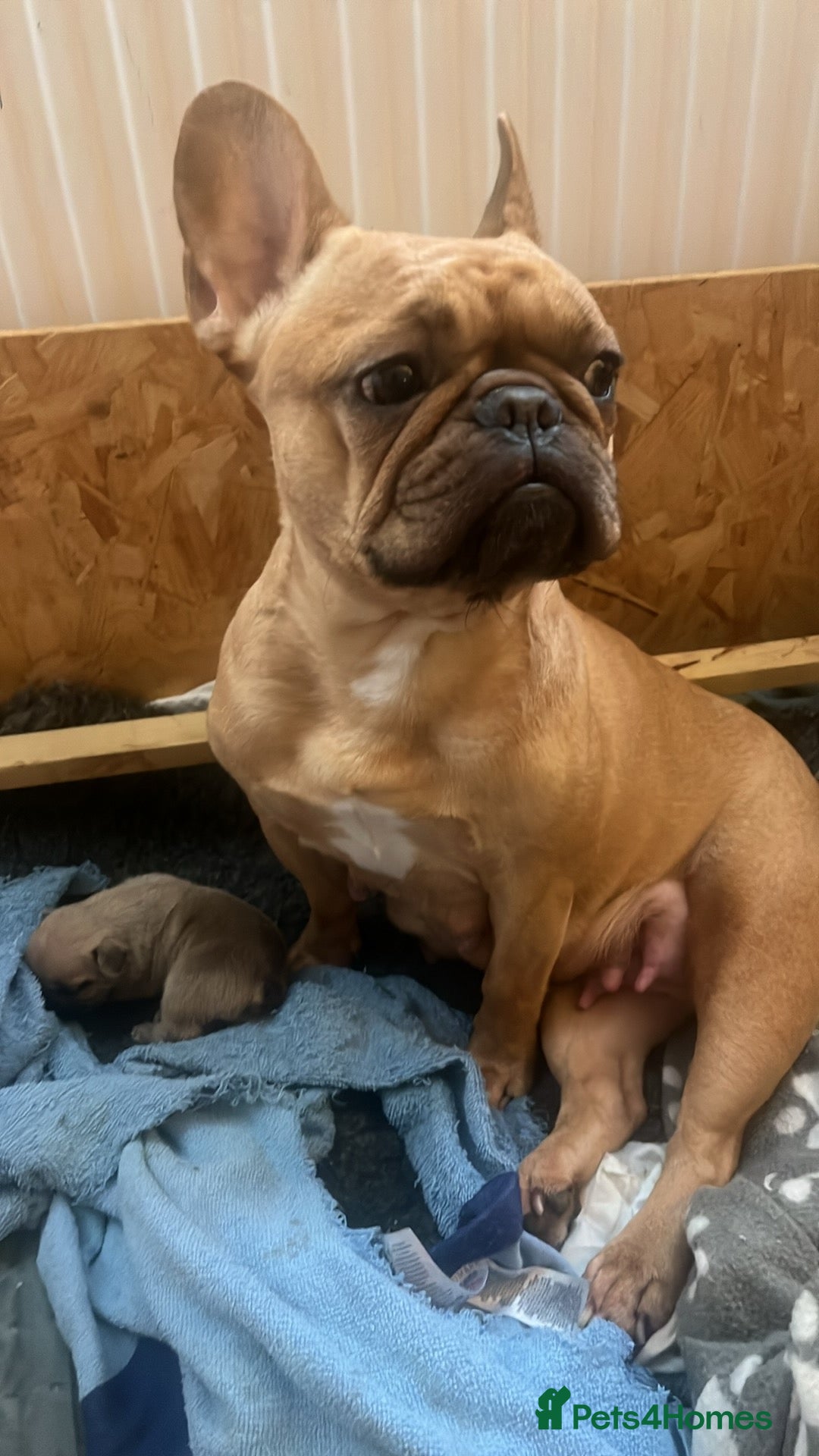 French Bulldog dogs Beautiful French bulldog puppies  - Advert 14