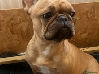 French Bulldog dogs Beautiful French bulldog puppies - Advert 7