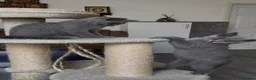 British Shorthair cats for sale: Three sweet blue Britishshorthair kittens girls  - Advert 12