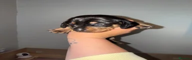 Dachshund 7