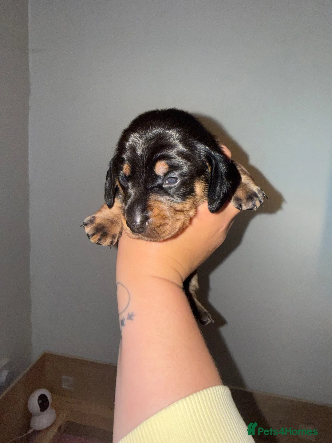 Dachshund dogs for sale: Beautiful Dachshund Puppies 💗🐾 - Advert 8
