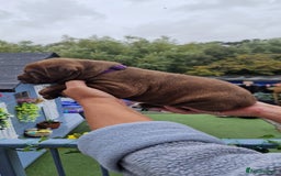 Mixed Breed dogs for sale: cane corso x mastiff pups for sale - Image 11
