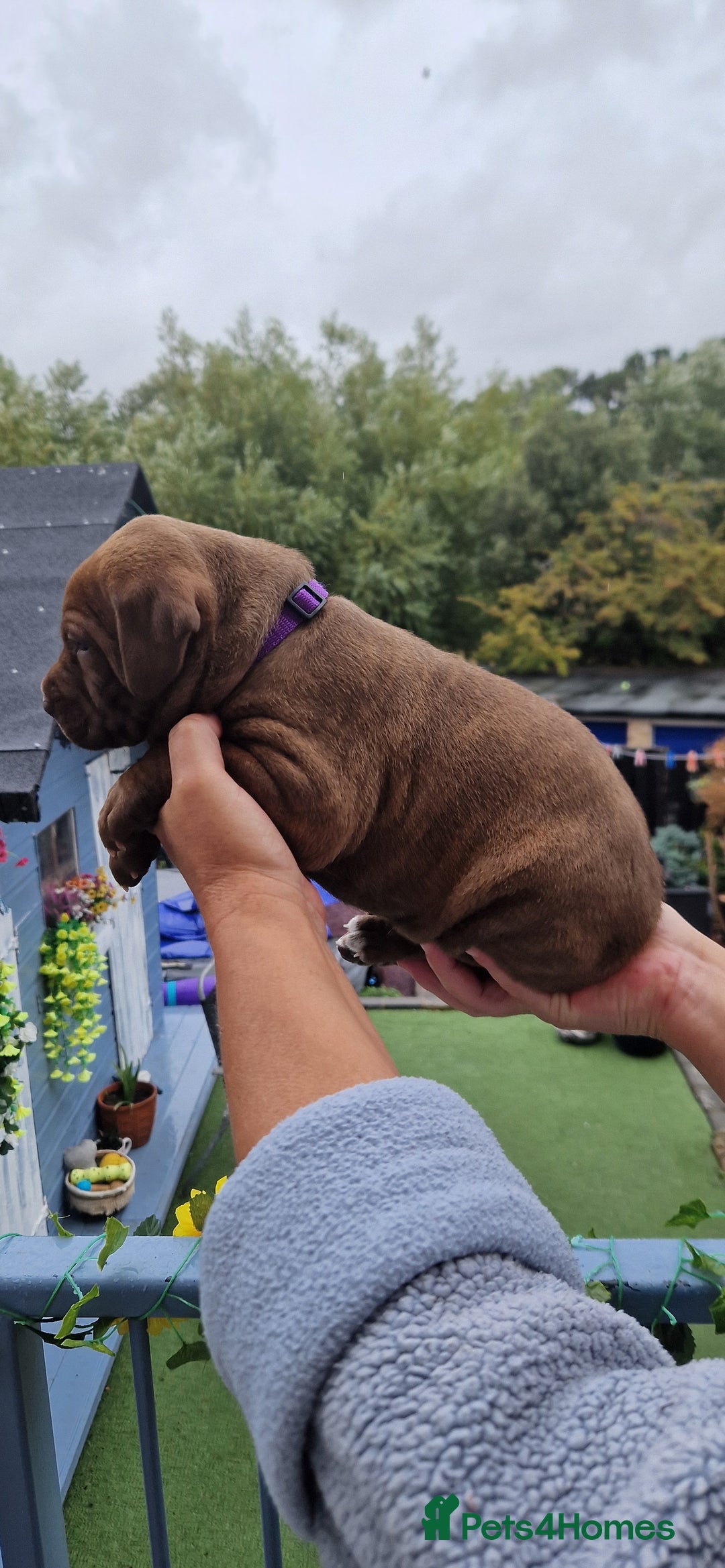 Mixed Breed dogs for sale: cane corso x mastiff pups for sale - Image 11