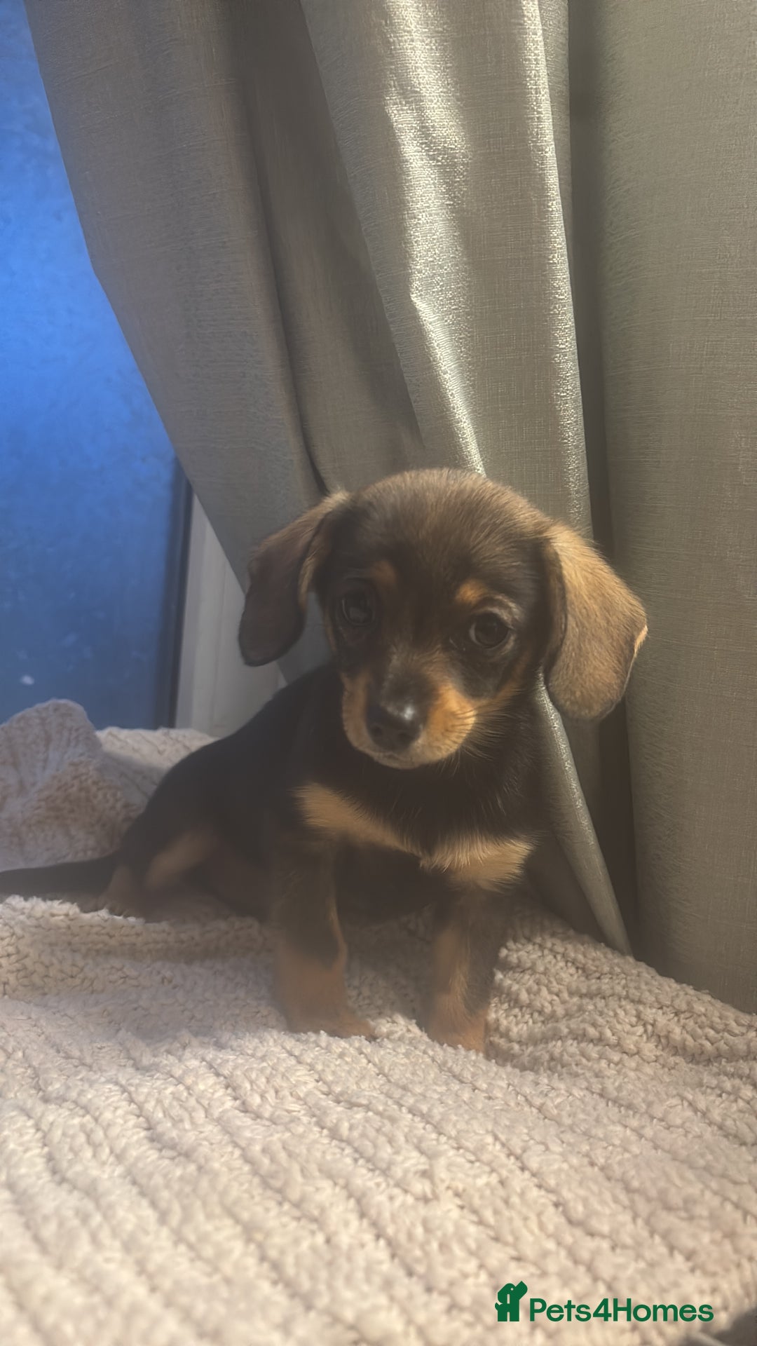 Mixed Breed dogs for sale: Dashound and Pomeranian  - Image 7
