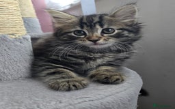 Mixed Breed cats for sale: 5 Kittens for sale - Image 5