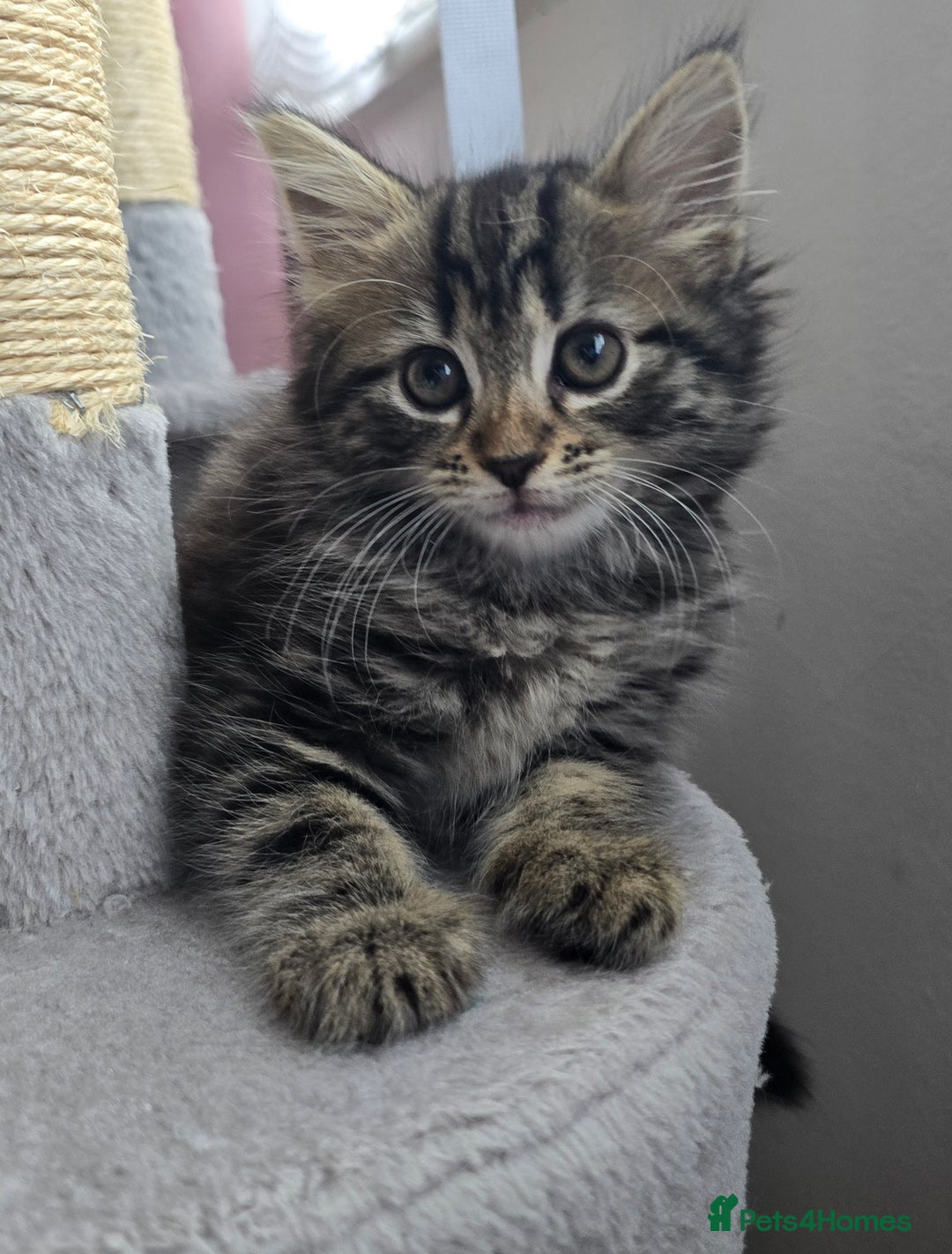Mixed Breed cats for sale: 5 Kittens for sale - Image 5
